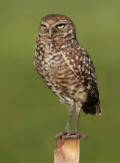 Burrowing Owl