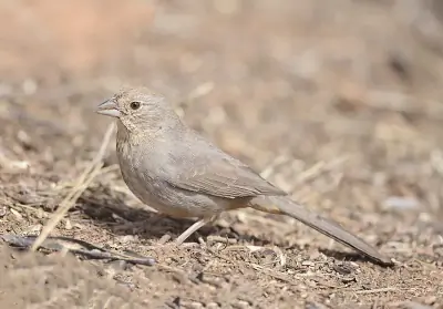 Canyon Towhee