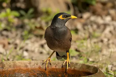 Common Myna