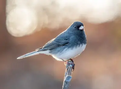 Dark-eyed Junco
