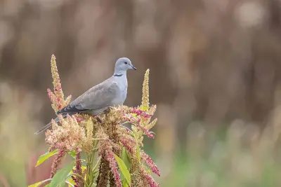 Eurasian Collared-Dove