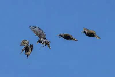 European Starling