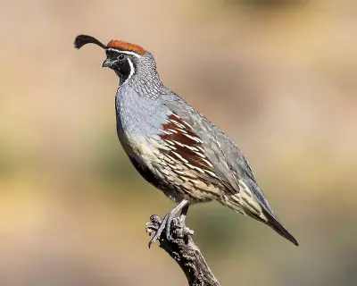 Gambel's Quail