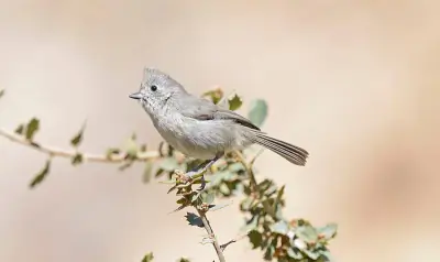 Juniper Titmouse