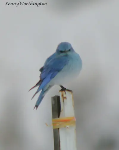 Mountain Bluebird