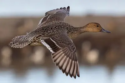Northern Pintail