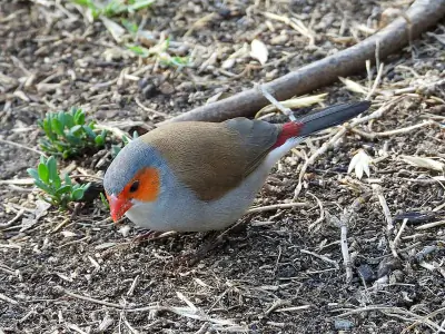 Orange-cheeked Waxbill