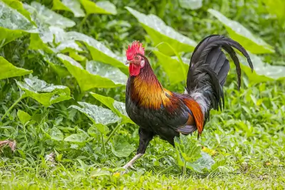Red Junglefowl