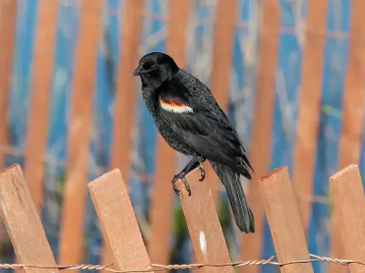 Red-winged Blackbird