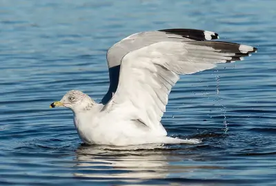 Ring-billed Gull