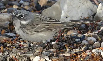 Sagebrush Sparrow