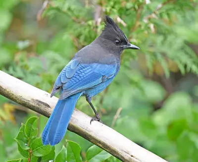 Steller's Jay