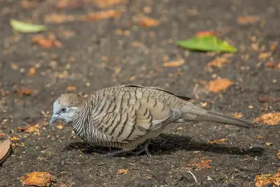 Zebra Dove