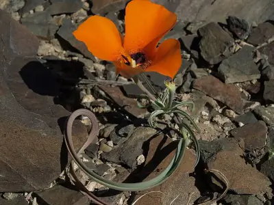 Arizona mariposa lily