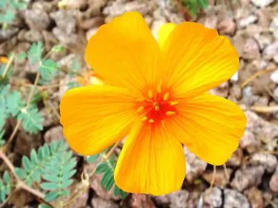 Arizona poppy
