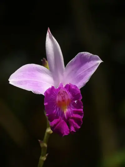Bamboo Orchid