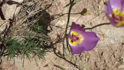 Crimson Monkeyflower