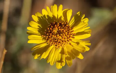 Desert Sunflower