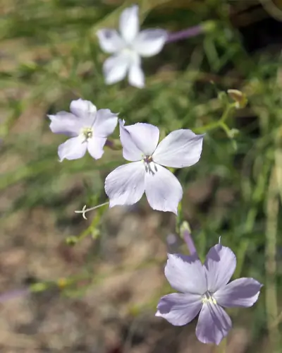 Flaxflowered Ipomopsis
