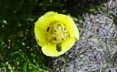 golden mariposa lily