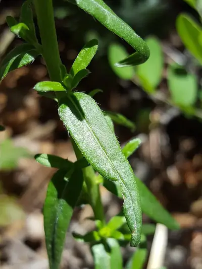 manyflowered gromwell