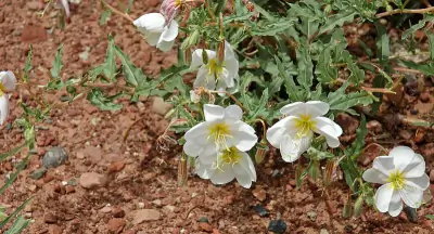 Pale Evening Primrose