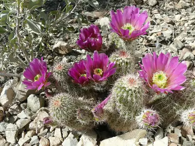 pinkflower hedgehog cactus