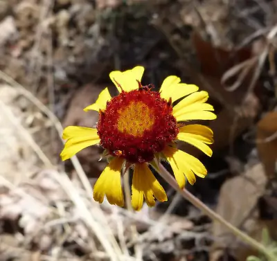 red dome blanketflower
