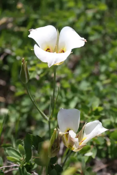 Sego Lily