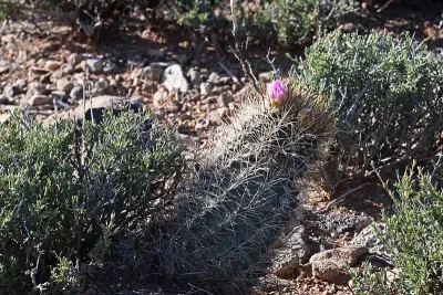 Smallflower Fishhook Cactus