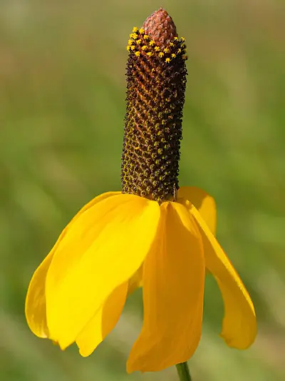 upright prairie coneflower