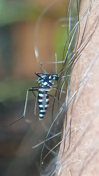 Asian Tiger Mosquito