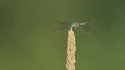 Blue Dasher