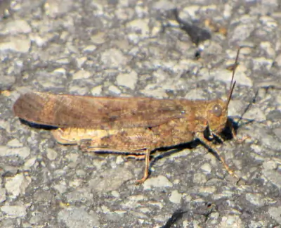 Carolina Grasshopper