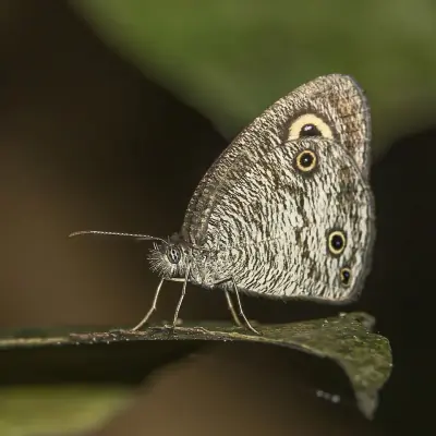 Common Ringlet