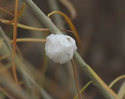 Cotton-gall Tephritid