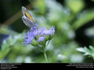 Dainty Sulphur