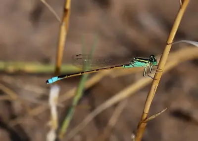 Desert Forktail