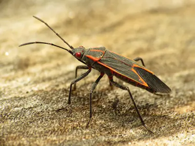 Eastern Boxelder Bug