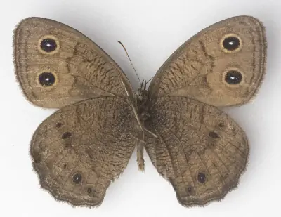 Great Basin Wood-Nymph