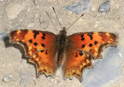 Hoary Comma