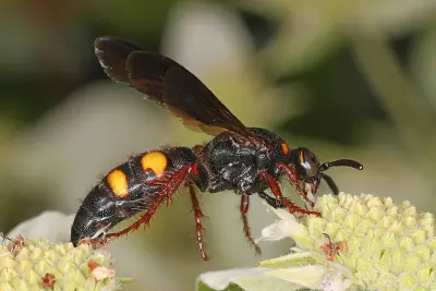 Noble Scoliid Wasp