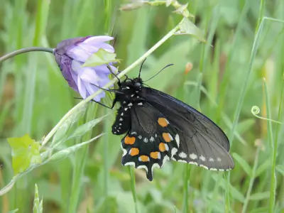Pipevine Swallowtail
