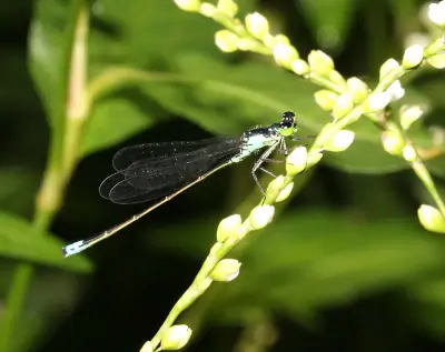 Plains Forktail