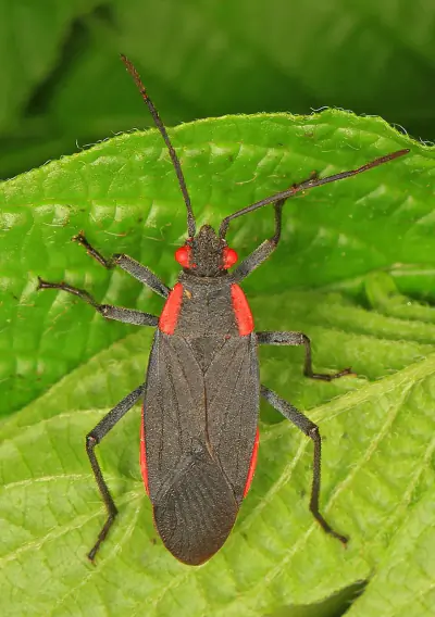 Red-shouldered Bug