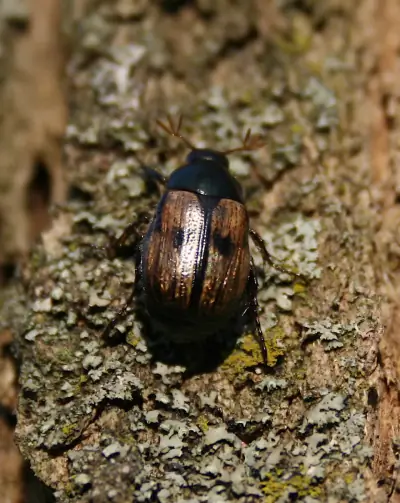 Shining Leaf Chafer Beetle