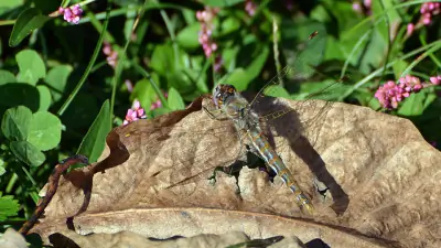 Variegated Meadowhawk