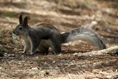 Abert's Squirrel