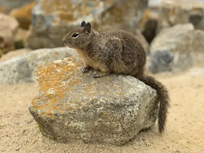 California Ground Squirrel