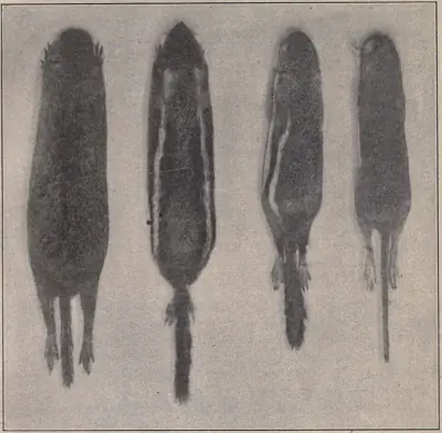 Common Golden-mantled Ground Squirrel